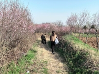 2025.3.22周六同事們一起踏青看桃花